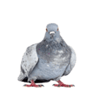 鳩 実写（個別スタンプ：6）