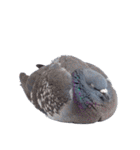 鳩 実写（個別スタンプ：7）