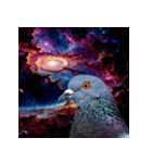 鳩 実写（個別スタンプ：10）