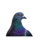 鳩 実写（個別スタンプ：11）