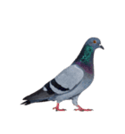 鳩 実写（個別スタンプ：12）