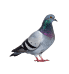 鳩 実写（個別スタンプ：15）