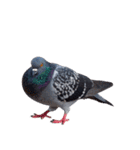 鳩 実写（個別スタンプ：16）