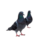鳩 実写（個別スタンプ：17）