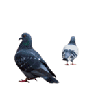 鳩 実写（個別スタンプ：18）