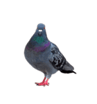 鳩 実写（個別スタンプ：19）