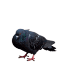 鳩 実写（個別スタンプ：20）