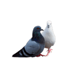 鳩 実写（個別スタンプ：21）