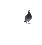 鳩 実写（個別スタンプ：22）
