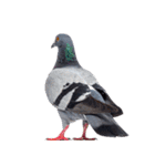 鳩 実写（個別スタンプ：27）