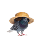 鳩 実写（個別スタンプ：30）