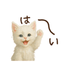 ハロウィン子猫のマジカルスタンプ（個別スタンプ：5）