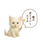 ハロウィン子猫のマジカルスタンプ（個別スタンプ：16）