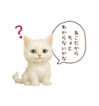 ハロウィン子猫のマジカルスタンプ（個別スタンプ：18）