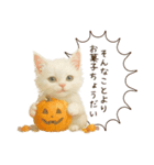 ハロウィン子猫のマジカルスタンプ（個別スタンプ：20）