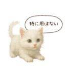 ハロウィン子猫のマジカルスタンプ（個別スタンプ：29）