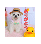 散歩が好きなこの子の名前は雪です。（個別スタンプ：1）