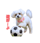 散歩が好きなこの子の名前は雪です。（個別スタンプ：2）