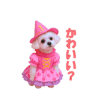 散歩が好きなこの子の名前は雪です。（個別スタンプ：3）