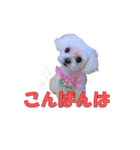 散歩が好きなこの子の名前は雪です。（個別スタンプ：4）