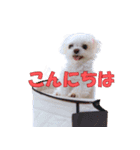 散歩が好きなこの子の名前は雪です。（個別スタンプ：5）