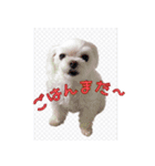 散歩が好きなこの子の名前は雪です。（個別スタンプ：6）