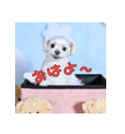 散歩が好きなこの子の名前は雪です。（個別スタンプ：7）