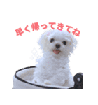 散歩が好きなこの子の名前は雪です。（個別スタンプ：8）