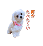 散歩が好きなこの子の名前は雪です。（個別スタンプ：10）