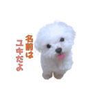 散歩が好きなこの子の名前は雪です。（個別スタンプ：12）
