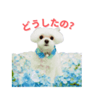 散歩が好きなこの子の名前は雪です。（個別スタンプ：13）