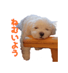 散歩が好きなこの子の名前は雪です。（個別スタンプ：14）