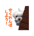 散歩が好きなこの子の名前は雪です。（個別スタンプ：15）