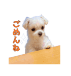 散歩が好きなこの子の名前は雪です。（個別スタンプ：16）