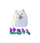 犬味 あいつなんか（個別スタンプ：4）