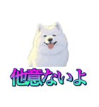 犬味 あいつなんか（個別スタンプ：12）