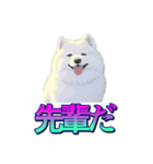 犬味 あいつなんか（個別スタンプ：29）