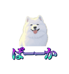 犬味 あいつなんか（個別スタンプ：39）