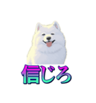 犬味 あいつなんか（個別スタンプ：40）