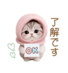 スコティッシュ猫 毎日送れる 可愛い日常（個別スタンプ：1）