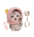 スコティッシュ猫 毎日送れる 可愛い日常（個別スタンプ：3）