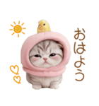 スコティッシュ猫 毎日送れる 可愛い日常（個別スタンプ：5）