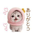 スコティッシュ猫 毎日送れる 可愛い日常（個別スタンプ：7）