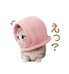 スコティッシュ猫 毎日送れる 可愛い日常（個別スタンプ：11）