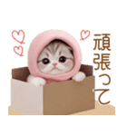 スコティッシュ猫 毎日送れる 可愛い日常（個別スタンプ：13）