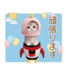 スコティッシュ猫 毎日送れる 可愛い日常（個別スタンプ：14）