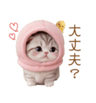 スコティッシュ猫 毎日送れる 可愛い日常（個別スタンプ：17）