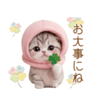 スコティッシュ猫 毎日送れる 可愛い日常（個別スタンプ：19）