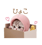 スコティッシュ猫 毎日送れる 可愛い日常（個別スタンプ：21）