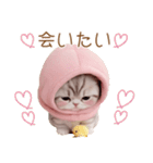 スコティッシュ猫 毎日送れる 可愛い日常（個別スタンプ：23）